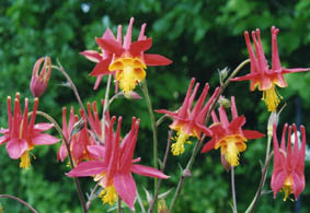 Aquilegia skinneri
